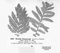 Puccinia chrysanthemi image